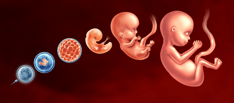 Embryological Development