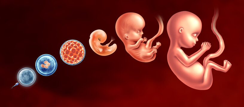 Embryological Development