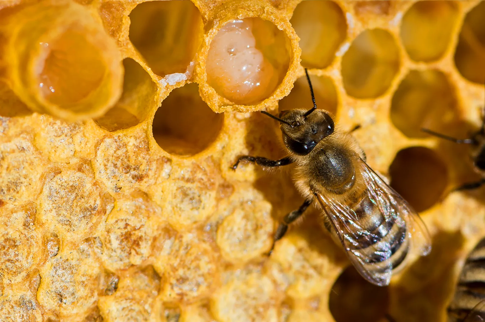 The Female Honey Bee